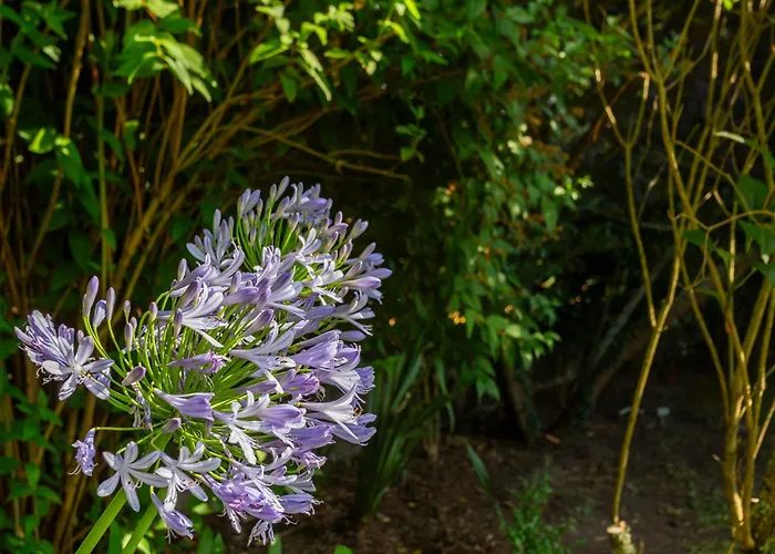 Couette-café Casa Da Câmara